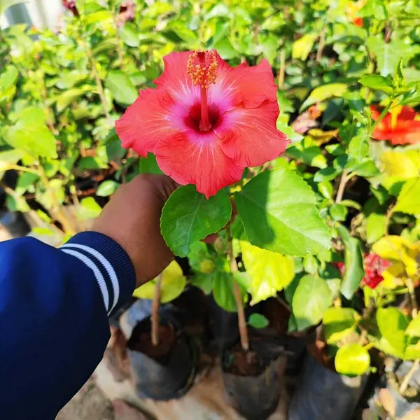 Hibiscus_Plant_(Hybrid)_For_Outdoor