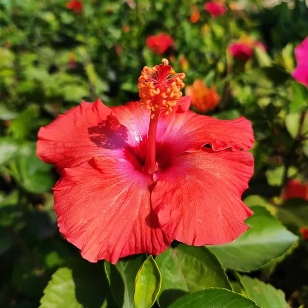 Hibiscus_Plant_(Hybrid)_For_Outdoor