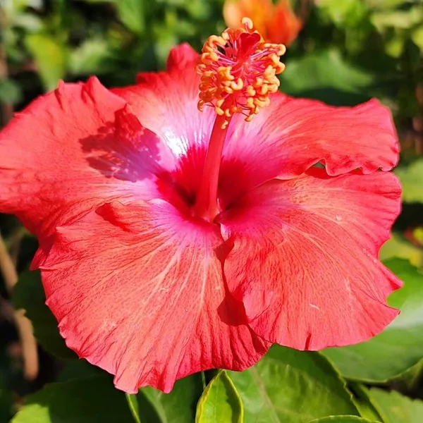 Hibiscus_Plant_(Hybrid)_For_Outdoor