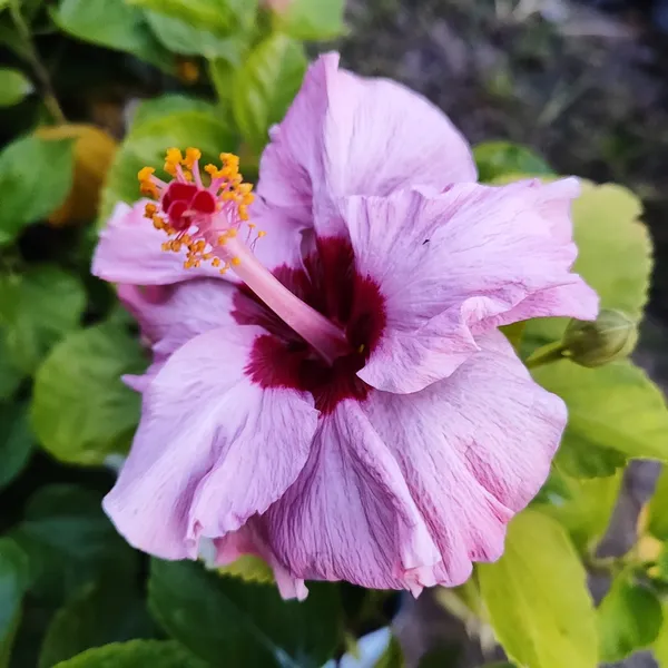 Hibiscus_Plant_(Hybrid)_For_Outdoor