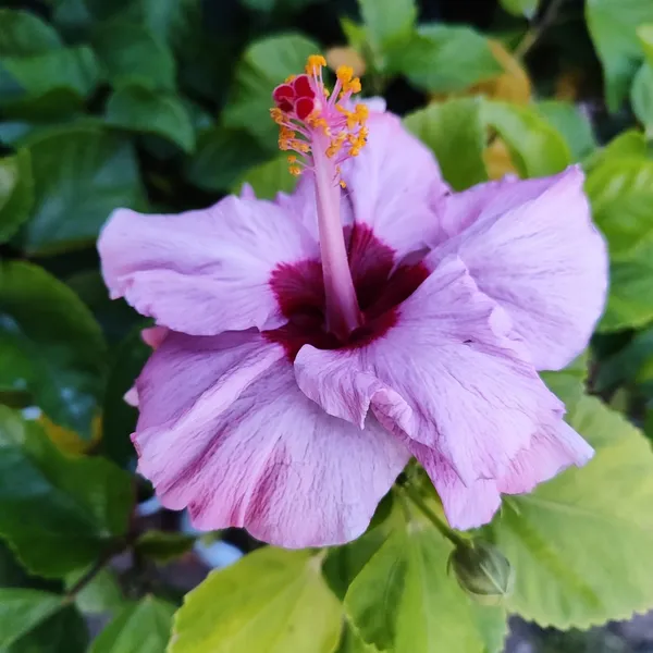 Hibiscus_Plant_(Hybrid)_For_Outdoor