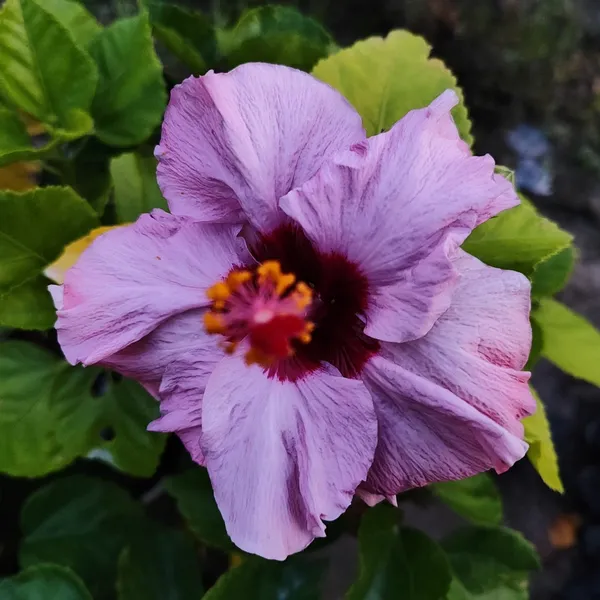 Hibiscus_Plant_(Hybrid)_For_Outdoor