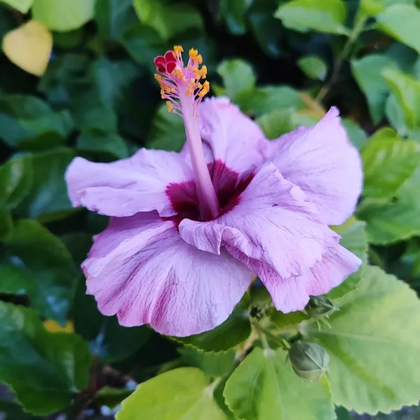 Hibiscus_Plant_(Hybrid)_For_Outdoor