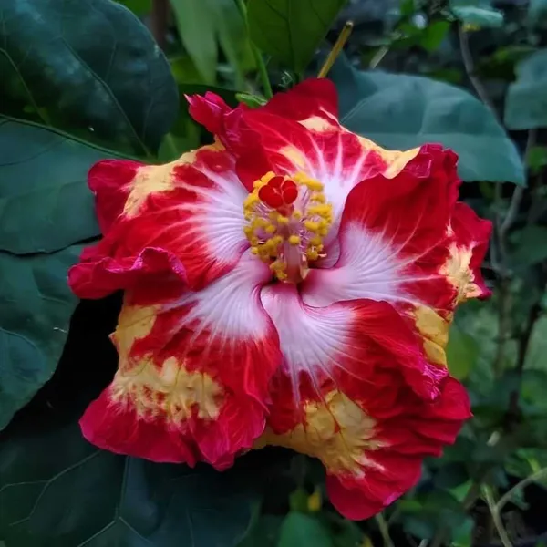 Hibiscus_Plant_(Hybrid)_For_Outdoor
