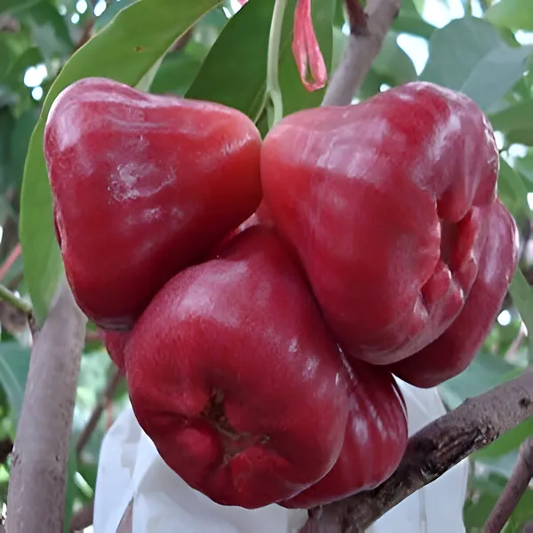 Water_Apple_Plant_(Hybrid)_For_Outdoor_With_Grow_Bag
