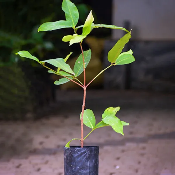 Water_Apple_Plant_(Hybrid)_For_Outdoor_With_Grow_Bag