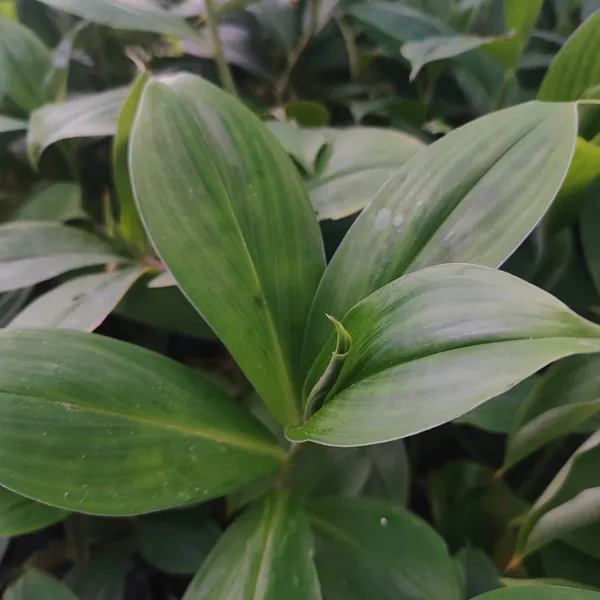 Insulin_Plant_(Costus_igneus)_Natural_Wellness_Herb