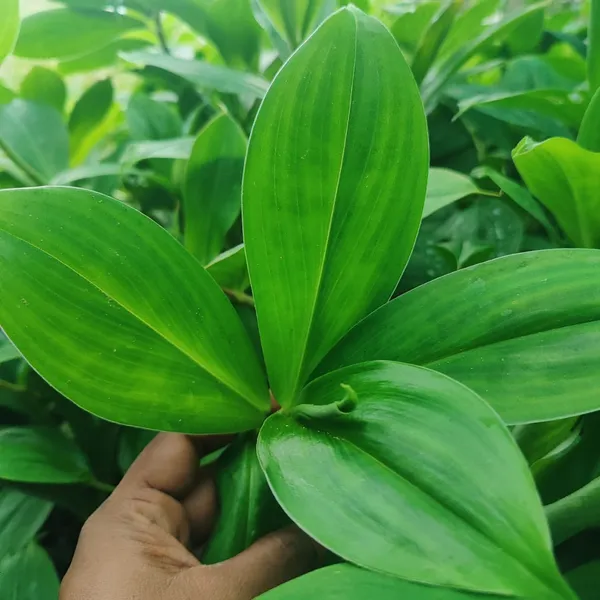 Insulin_Plant_(Costus_igneus)_Natural_Wellness_Herb