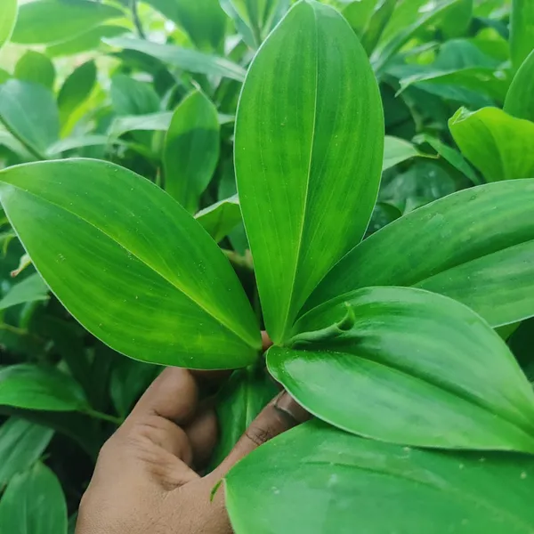 Insulin_Plant_(Costus_igneus)_Natural_Wellness_Herb