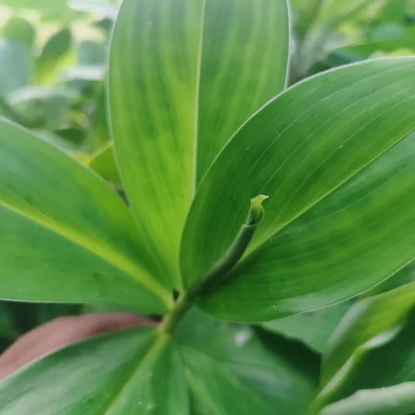 Insulin_Plant_(Costus_igneus)_Natural_Wellness_Herb