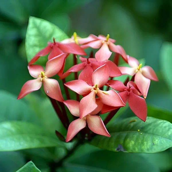 Ixora_3-Color_Combo_Pack_Plants_Red,_Yellow_&_White_Varieties