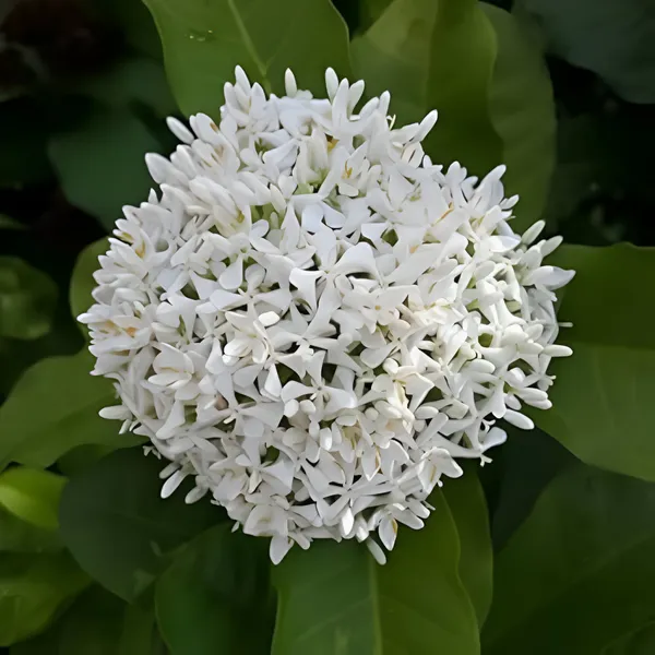 Ixora_3-Color_Combo_Pack_Plants_Red,_Yellow_&_White_Varieties