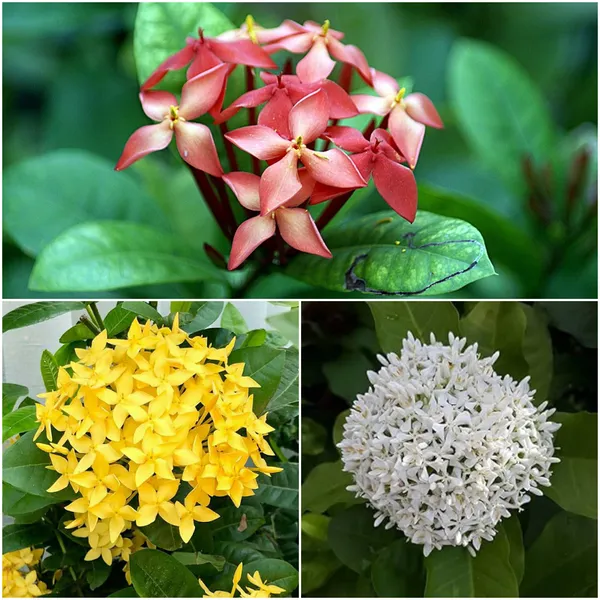 Ixora_3-Color_Combo_Pack_Plants_Red,_Yellow_&_White_Varieties