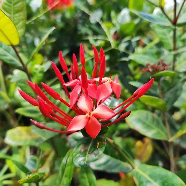 Ixora_(Jungle_Geranium)_Plant_Red_Cluster_Flowering_Shrub_Pack_Of_-_1