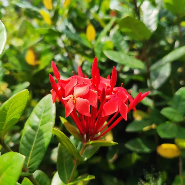 Ixora_(Jungle_Geranium)_Plant_Red_Cluster_Flowering_Shrub_Pack_Of_-_1