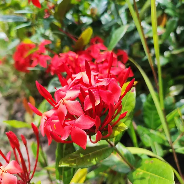 Ixora_(Jungle_Geranium)_Plant_Red_Cluster_Flowering_Shrub_Pack_Of_-_1