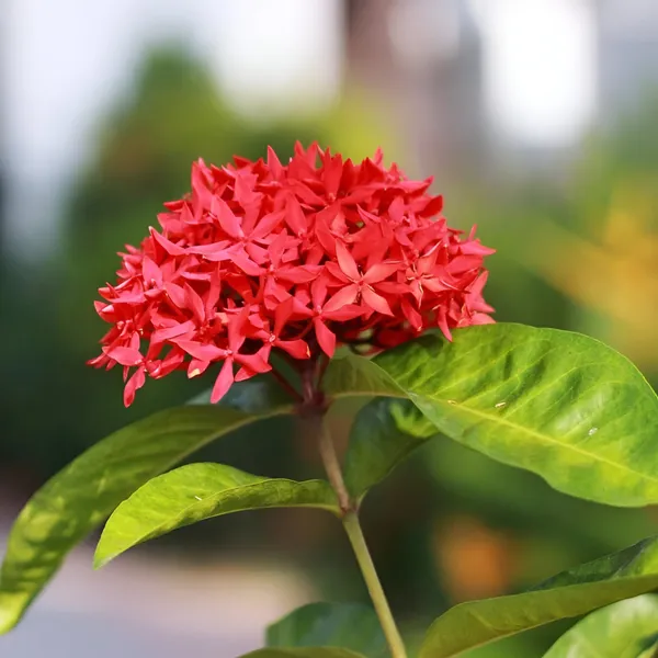 Ixora_|_Rongon_Flower_Plant_(Hybrid)_For_Outdoor_With_Grow_Bag