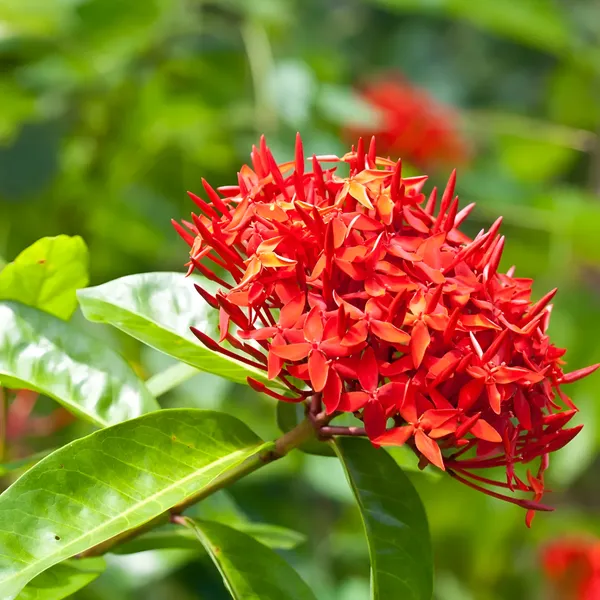 Ixora_|_Rongon_Flower_Plant_(Hybrid)_For_Outdoor_With_Grow_Bag