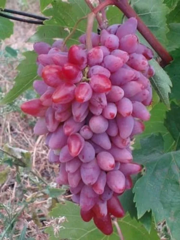 Grapes_Plant_(Hybrid)_For_Outdoor_With_Grow_Bag