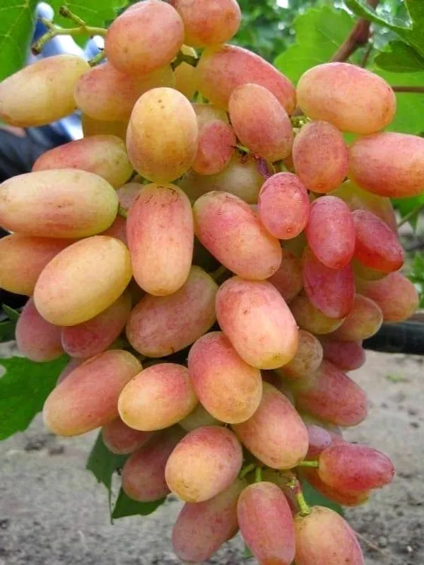 Grapes_Plant_(Hybrid)_For_Outdoor_With_Grow_Bag