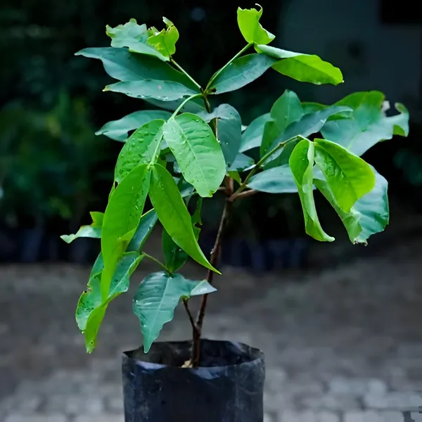 Water_Fruit_Plant_Wax_Apple_White_Wax_Fruit_(Hybrid)_For_Indoor_&_Outdoor_With_Grow_Bag