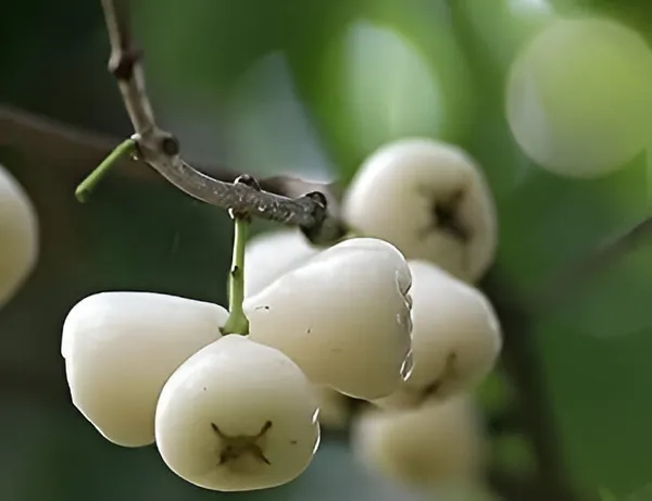 Water_Fruit_Plant_Wax_Apple_White_Wax_Fruit_(Hybrid)_For_Indoor_&_Outdoor_With_Grow_Bag