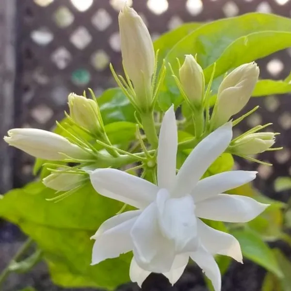 Juhi_(Jasminum_auriculatum)_Fragrant_Indian_Jasmine_Plant