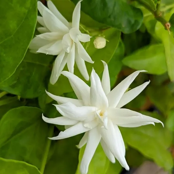 Juhi_(Jasminum_auriculatum)_Fragrant_Indian_Jasmine_Plant