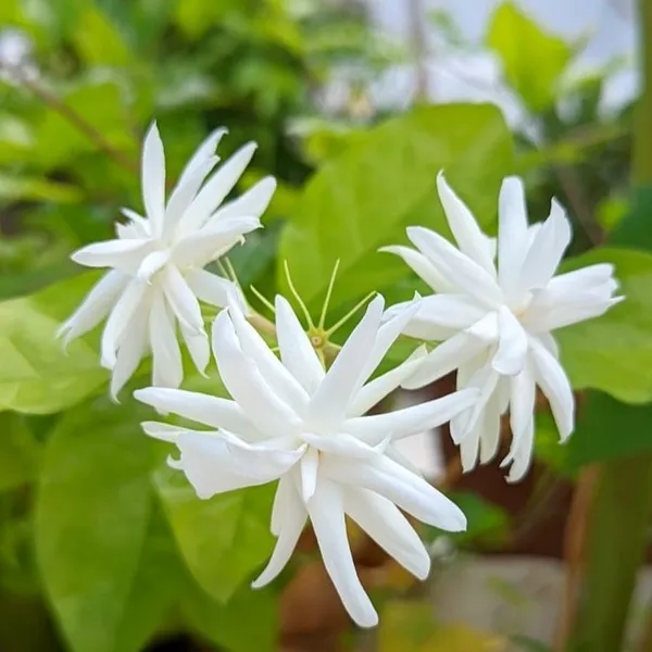 Juhi_(Jasminum_auriculatum)_Fragrant_Indian_Jasmine_Plant