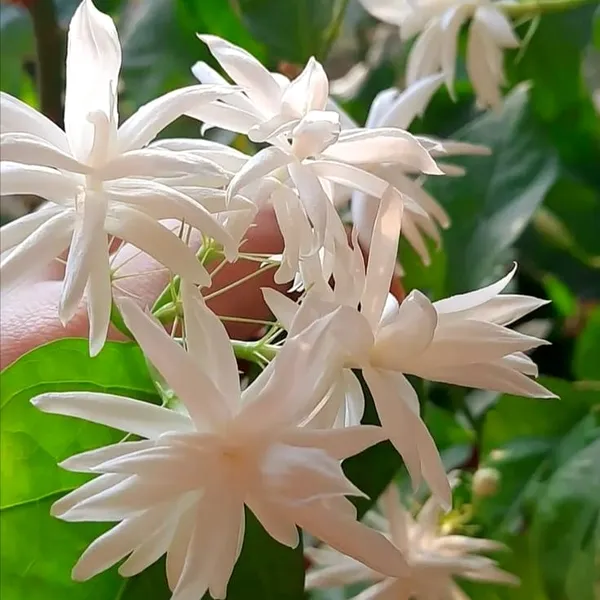 Juhi_(Jasminum_auriculatum)_Fragrant_Indian_Jasmine_Plant