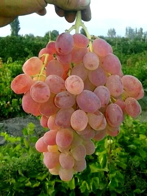 Grapes_Plant_(Hybrid)_For_Outdoor_With_Grow_Bag