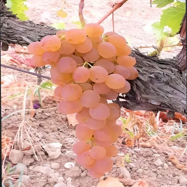 Grapes_Plant_(Hybrid)_For_Outdoor_With_Grow_Bag