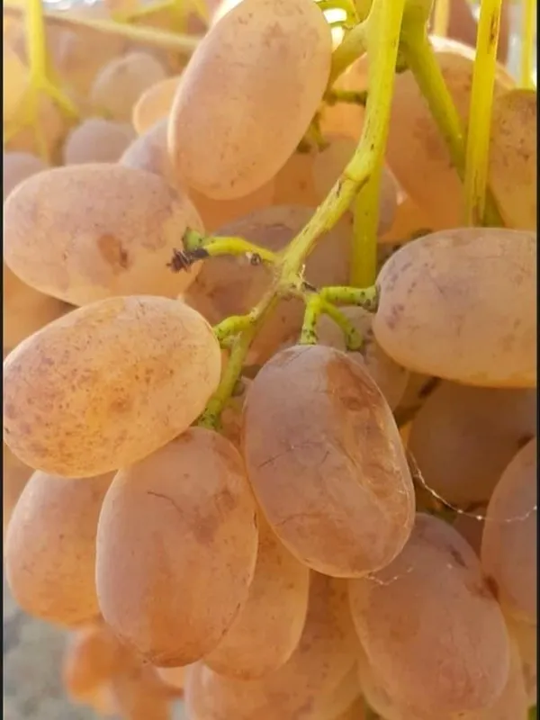 Grapes_Plant_(Hybrid)_For_Outdoor_With_Grow_Bag