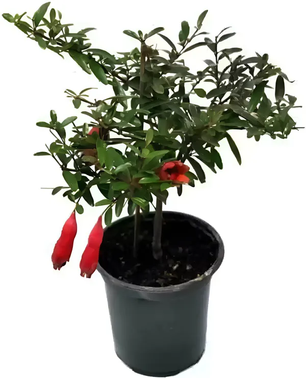 Pomegranate_Plant_(Hybrid)_For_Outdoor_With_Grow_Bag
