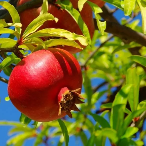 Pomegranate_Plant_(Hybrid)_For_Outdoor_With_Grow_Bag