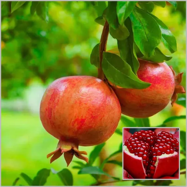 Pomegranate_Plant_(Hybrid)_For_Outdoor_With_Grow_Bag