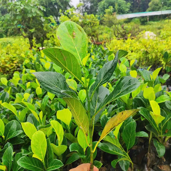 Pink_Jack_Fruit_Plant_(Hybrid)_For_Outdoor_With_Grow_Bag