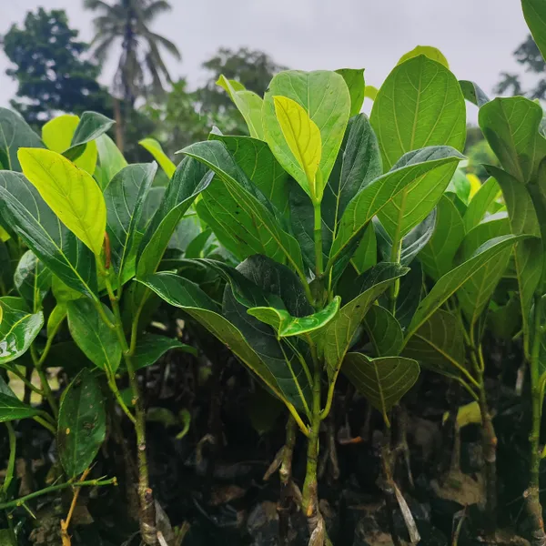 Pink_Jack_Fruit_Plant_(Hybrid)_For_Outdoor_With_Grow_Bag