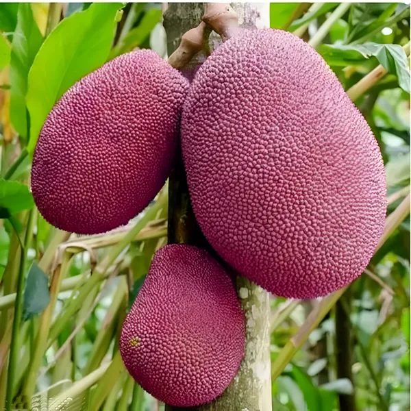 Pink_Jack_Fruit_Plant_(Hybrid)_For_Outdoor_With_Grow_Bag