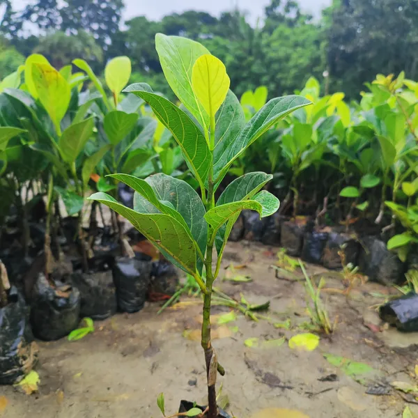 Pink_Jack_Fruit_Plant_(Hybrid)_For_Outdoor_With_Grow_Bag