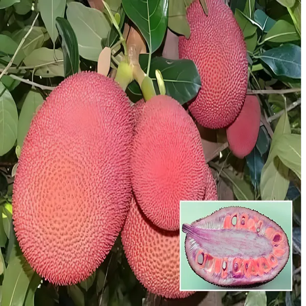 Pink_Jack_Fruit_Plant_(Hybrid)_For_Outdoor_With_Grow_Bag