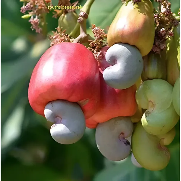 Kaju_Plant(Cashew_Nut_Plant)_Hybrid_For_Outdoor_With_Grow_Bag