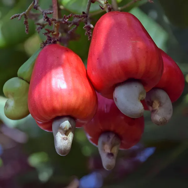Kaju_Plant(Cashew_Nut_Plant)_Hybrid_For_Outdoor_With_Grow_Bag