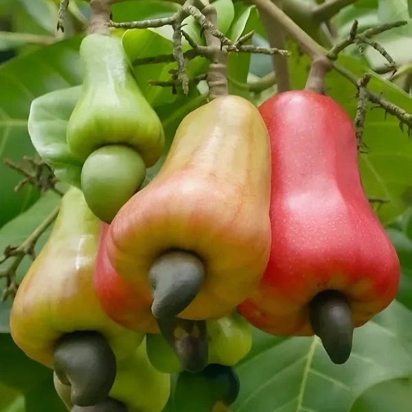 Kaju_Plant(Cashew_Nut_Plant)_Hybrid_For_Outdoor_With_Grow_Bag