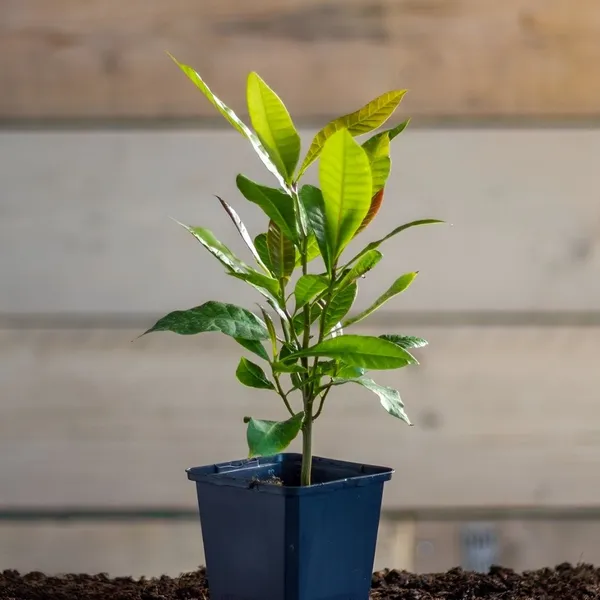 Kaju_Plant(Cashew_Nut_Plant)_Hybrid_For_Outdoor_With_Grow_Bag