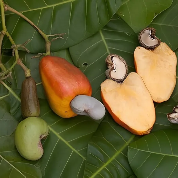 Kaju_Plant(Cashew_Nut_Plant)_Hybrid_For_Outdoor_With_Grow_Bag