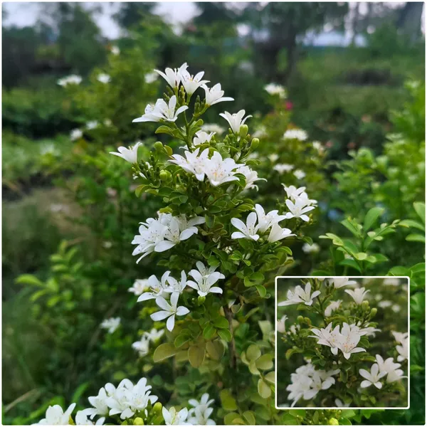 Kamini_Plant_(Murraya_Paniculata)__Fragrant_Flowering_Shrub_for_Garden_&_Bonsai