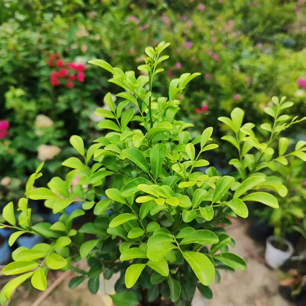 Kamini_Plant_(Murraya_Paniculata)__Fragrant_Flowering_Shrub_for_Garden_&_Bonsai