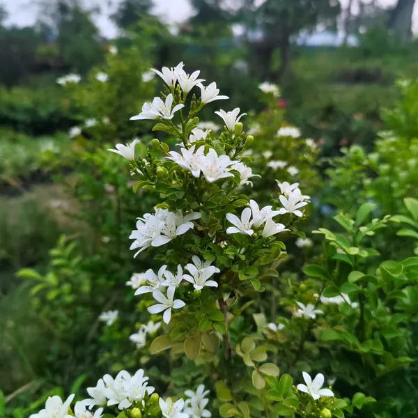 Kamini_Plant_(Murraya_Paniculata)__Fragrant_Flowering_Shrub_for_Garden_&_Bonsai