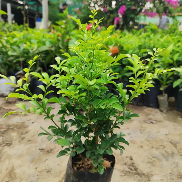 Kamini_Plant_(Murraya_Paniculata)__Fragrant_Flowering_Shrub_for_Garden_&_Bonsai